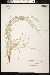 Carex remota image