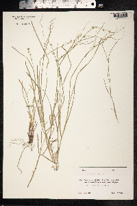 Carex remota image