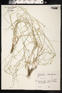 Carex remota image