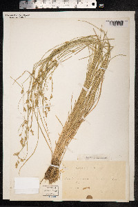 Carex remota image