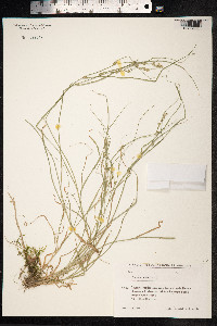 Carex remota image