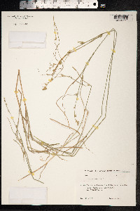 Carex remota image