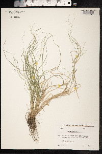 Carex remota image