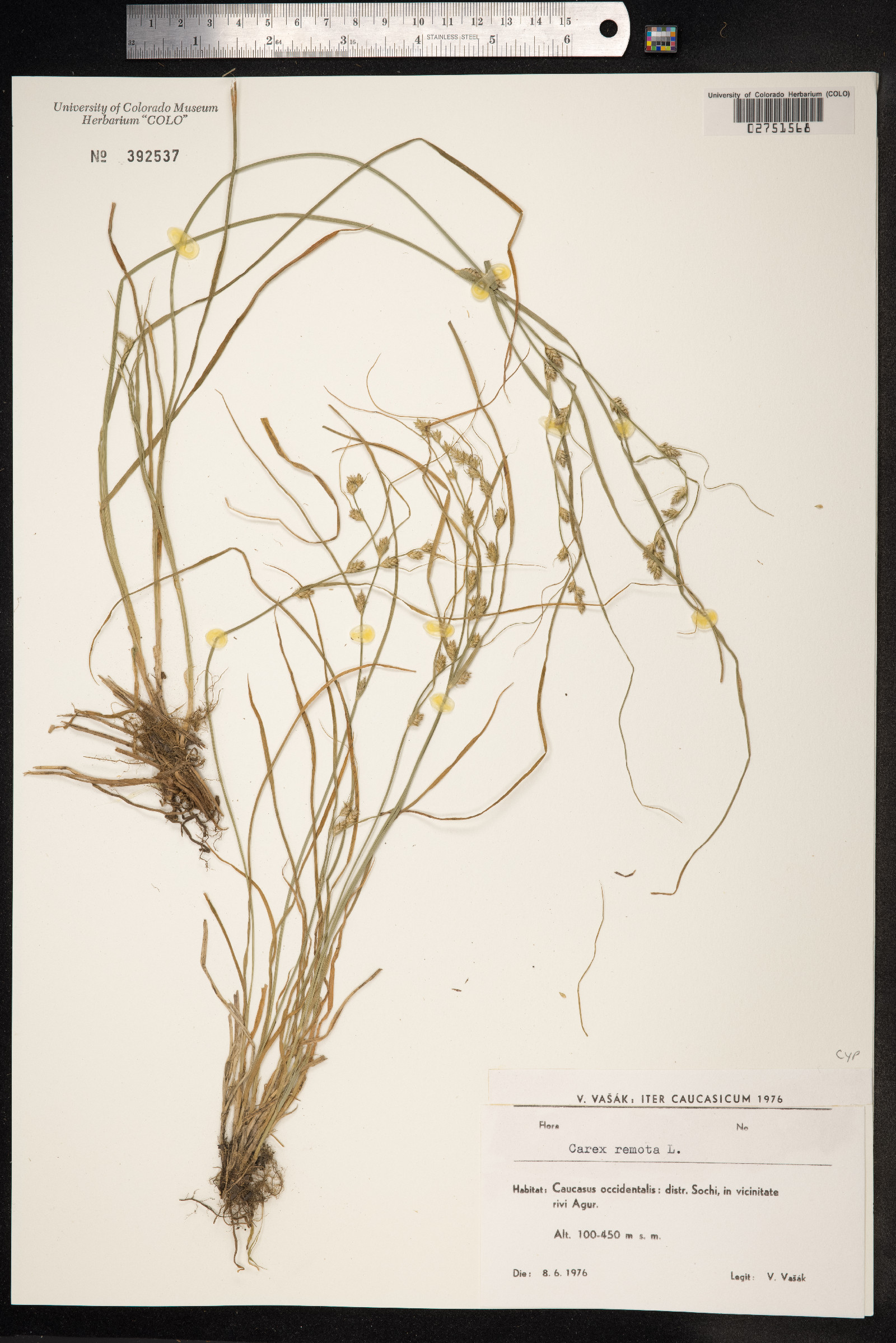 Carex remota image