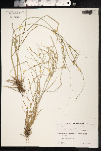 Carex remota image