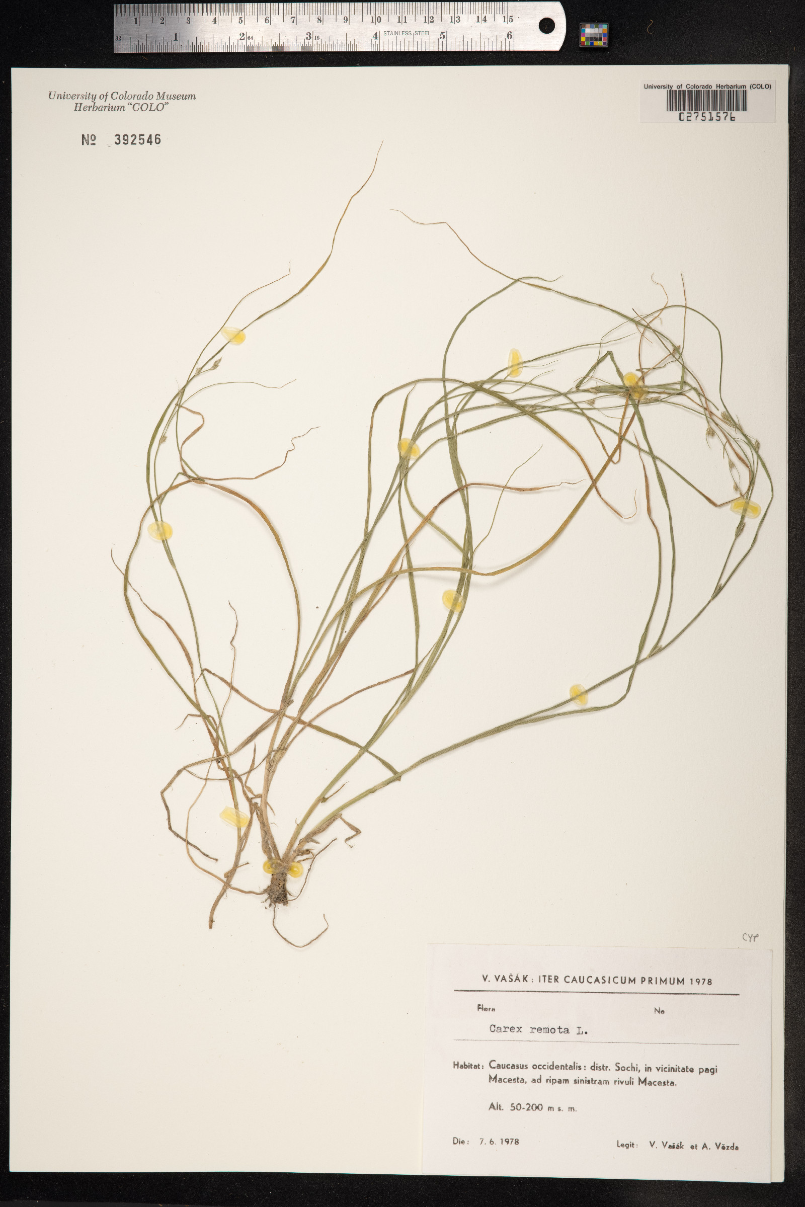 Carex remota image