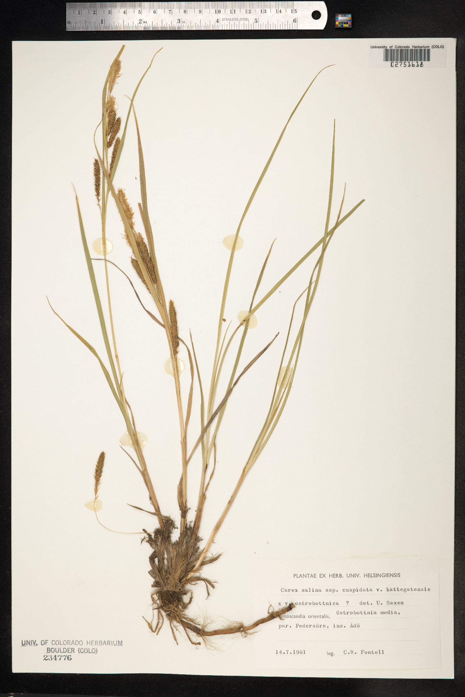 Carex salina image
