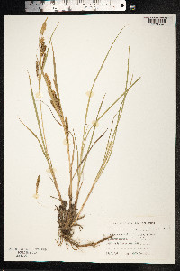 Carex salina image