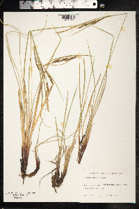 Carex salina image