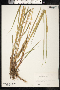 Carex salina image