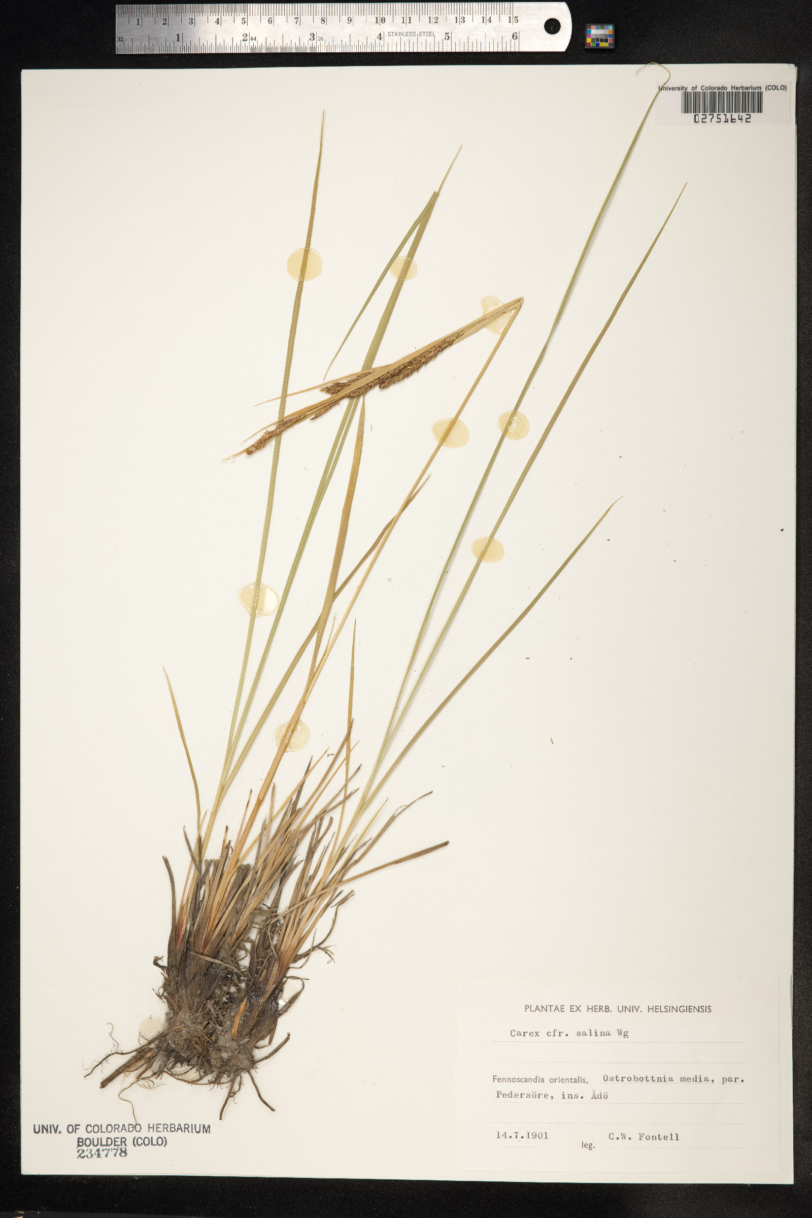 Carex salina image