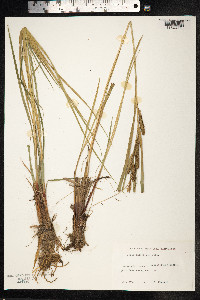 Carex salina image
