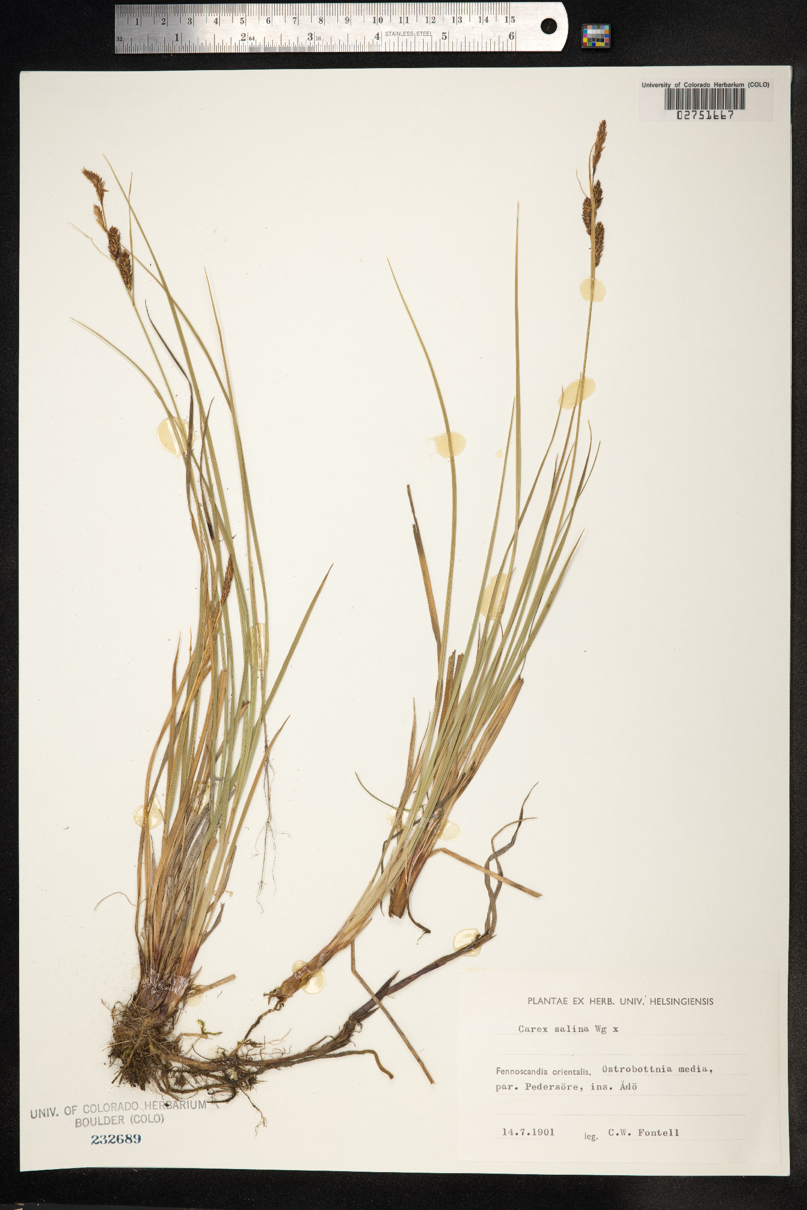 Carex salina image