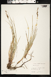 Carex salina image
