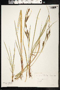 Carex salina image
