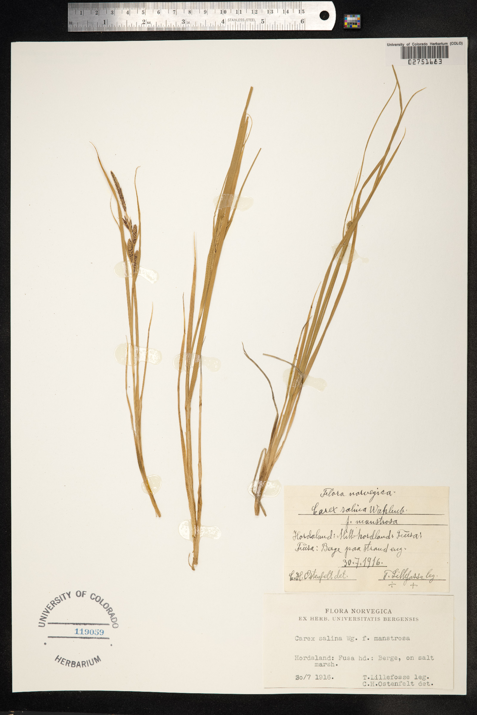 Carex salina image