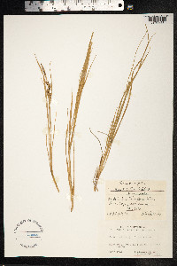 Carex salina image
