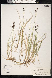 Carex saxatilis image