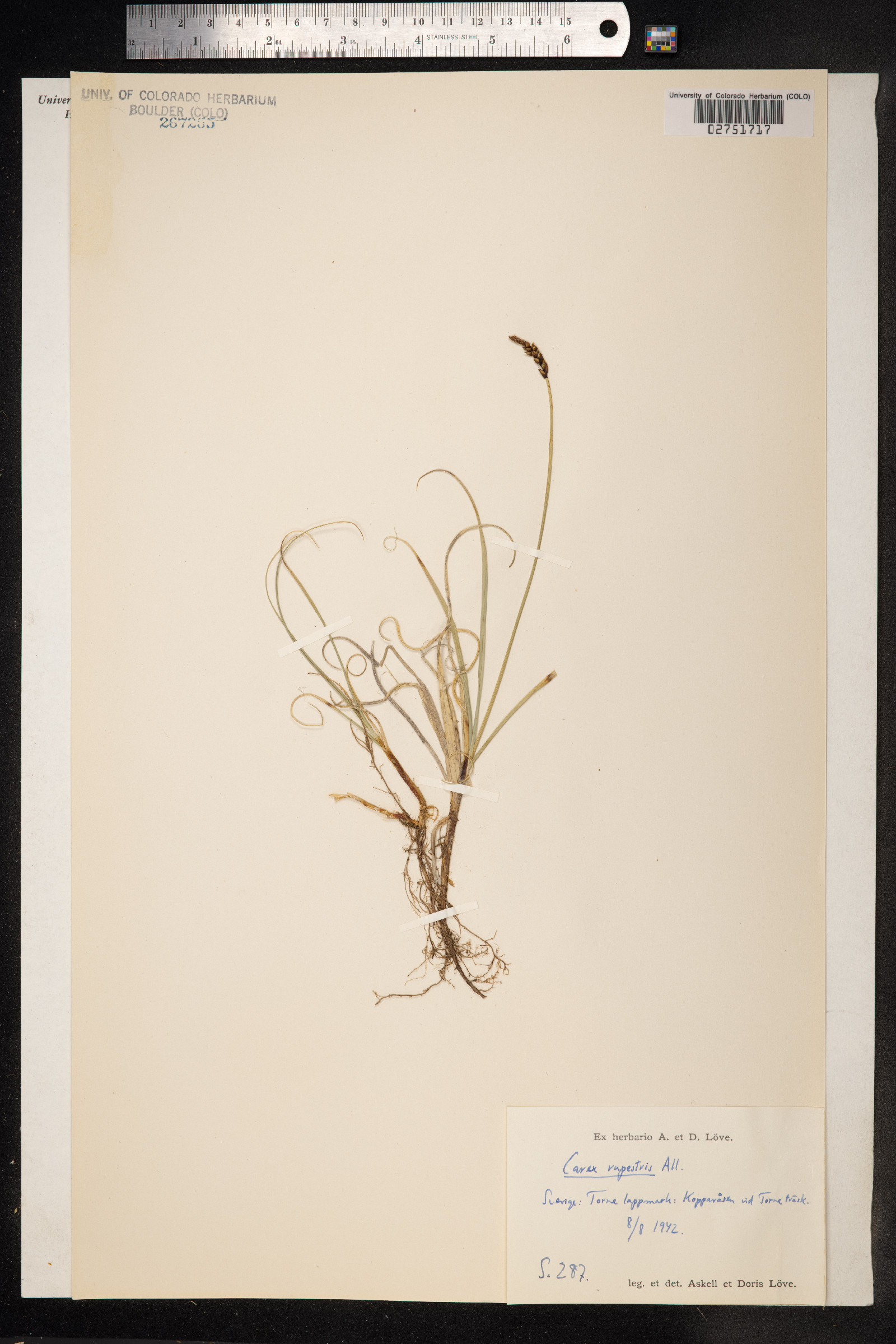 Carex rupestris image