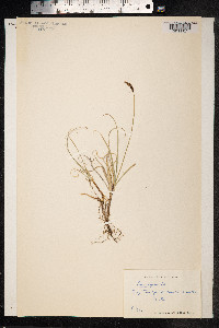 Carex rupestris image