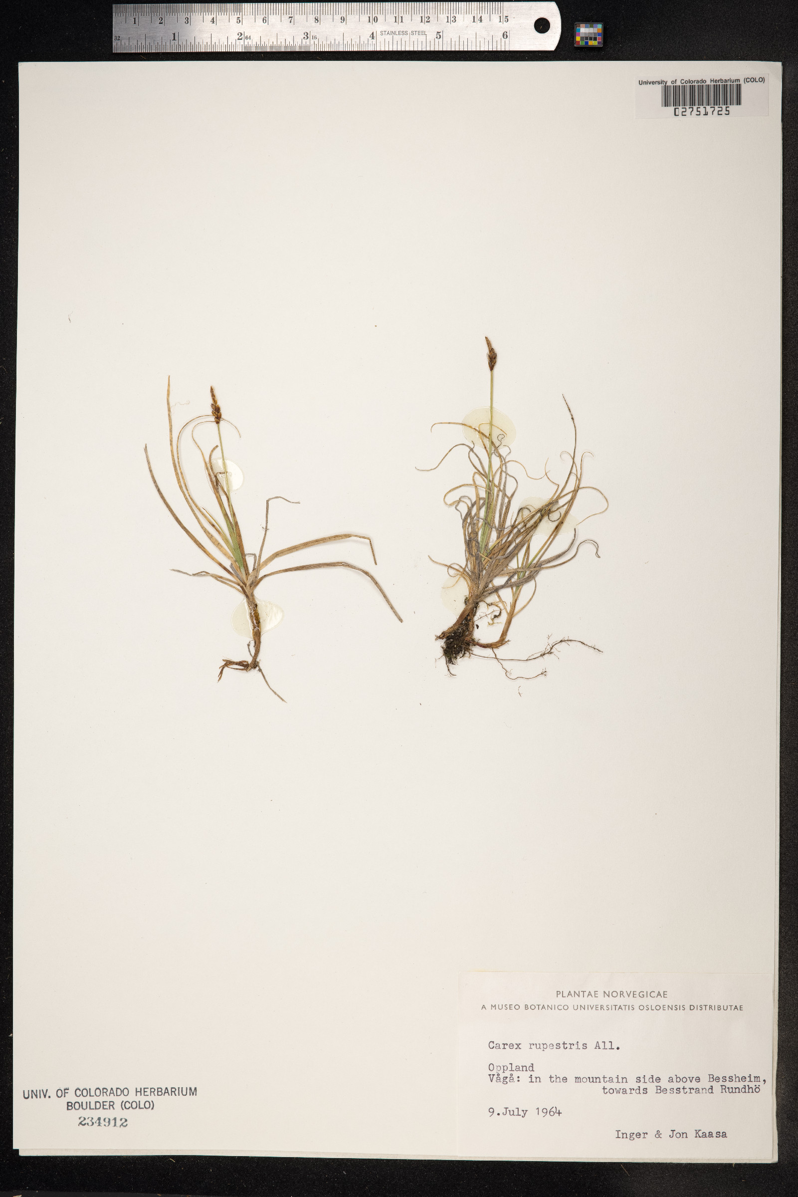 Carex rupestris image