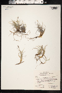 Carex rupestris image