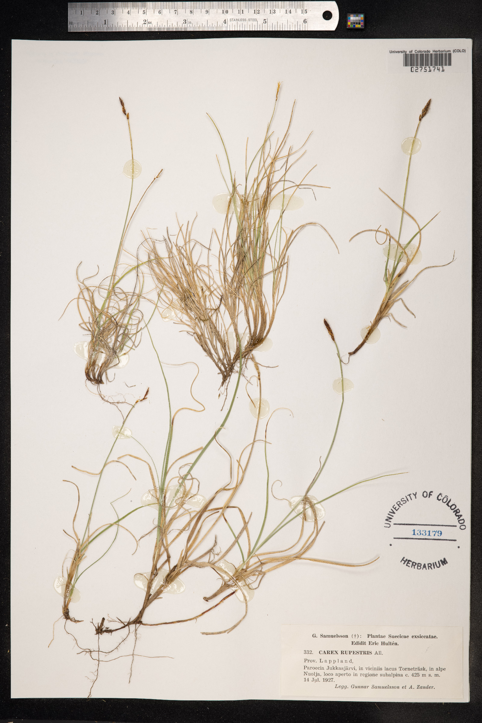 Carex rupestris image