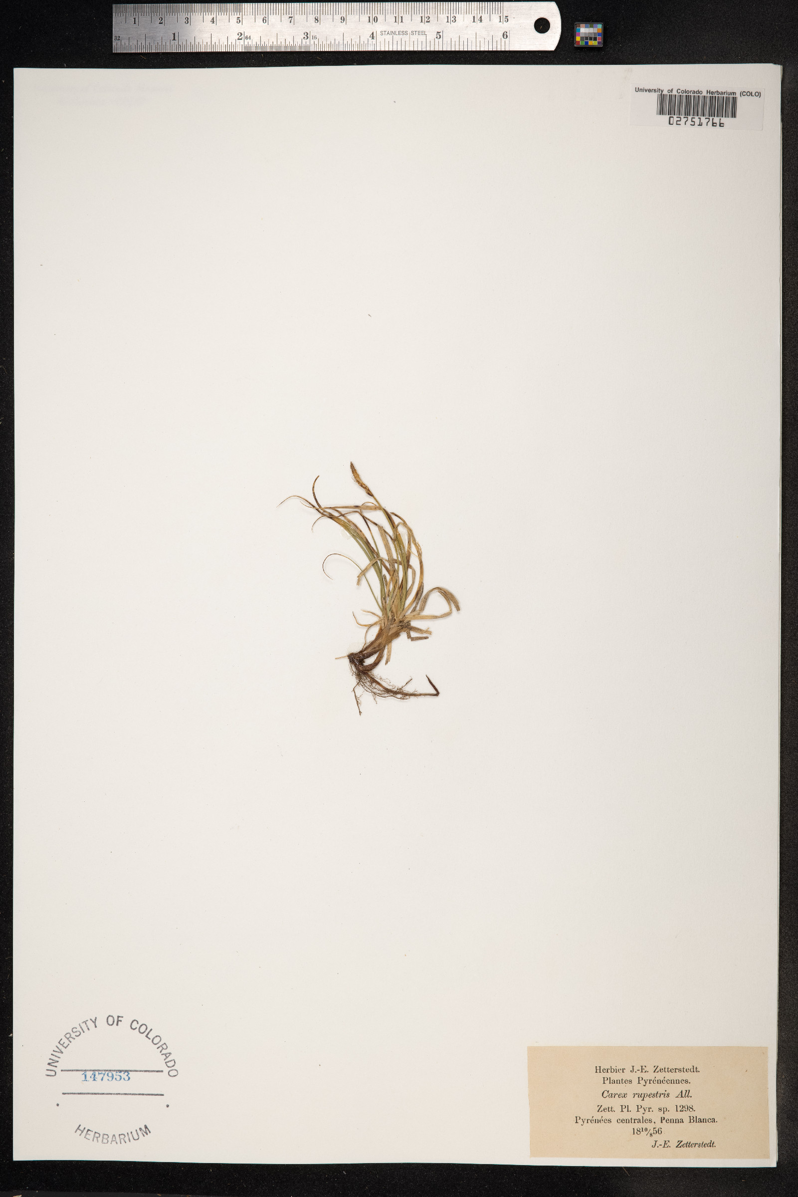 Carex rupestris image