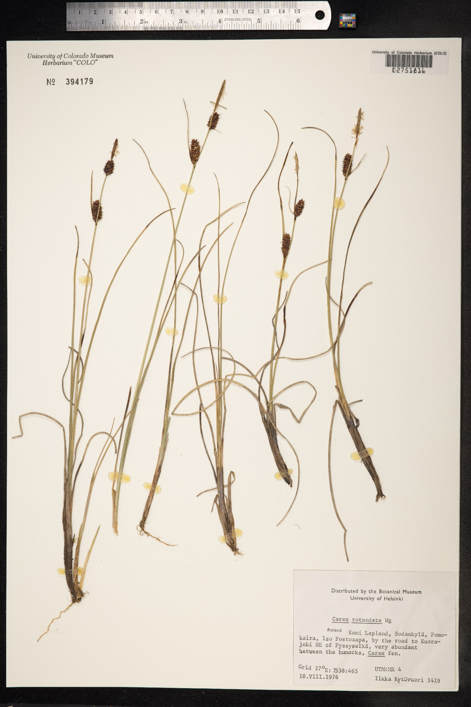 Carex rotundata image