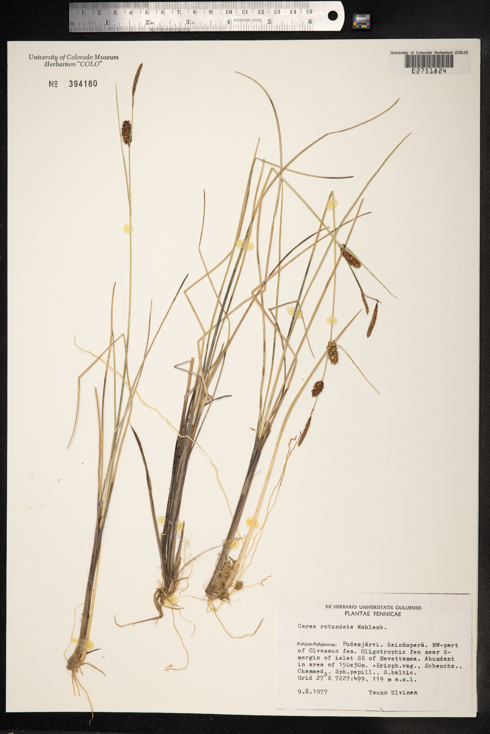 Carex rotundata image