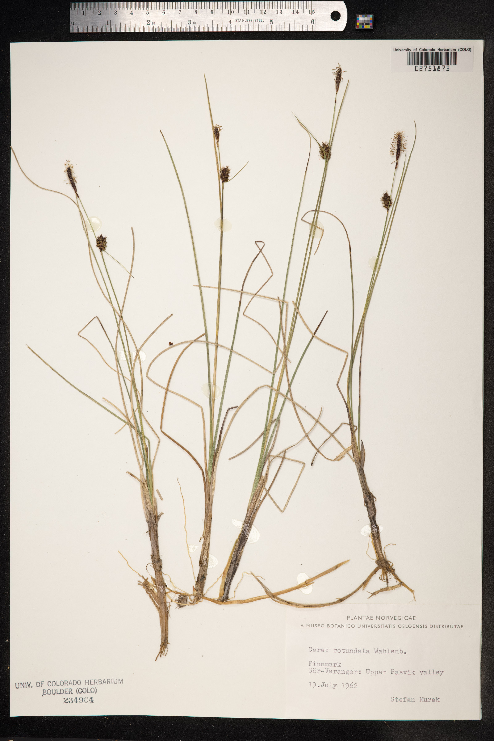 Carex rotundata image