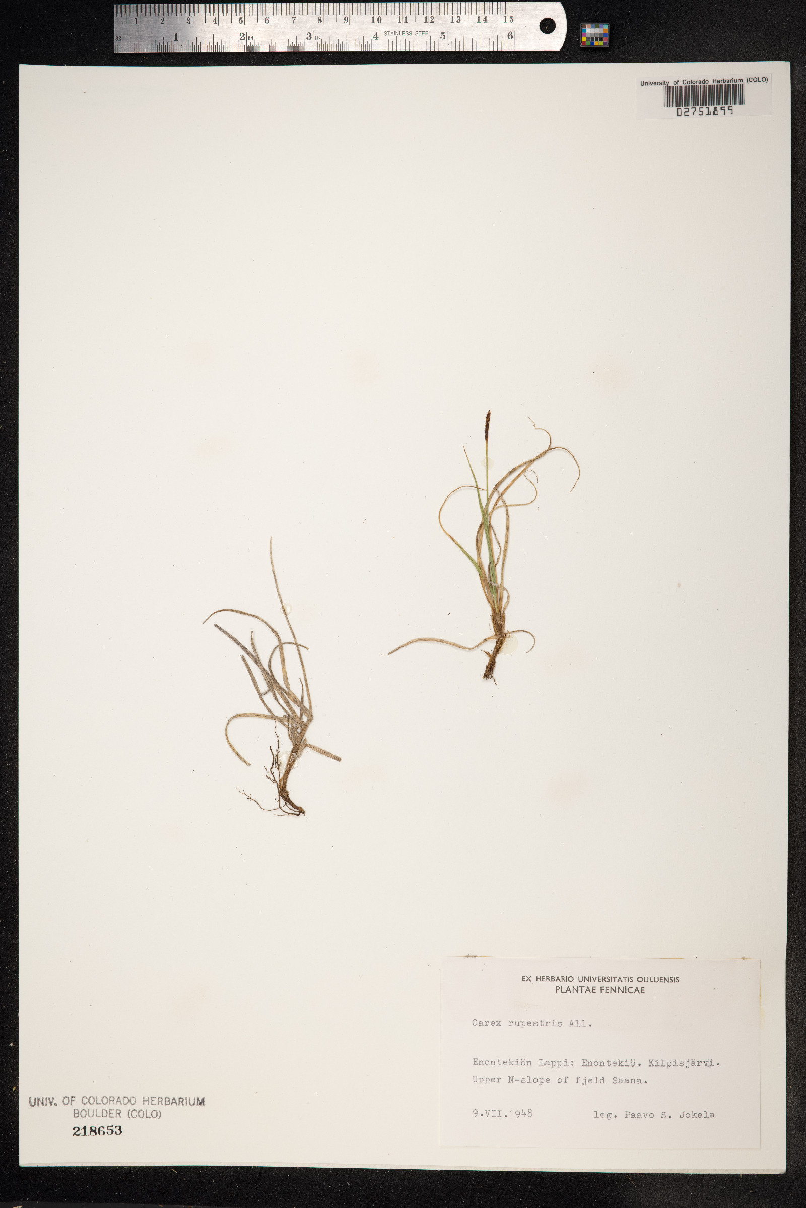 Carex rupestris image