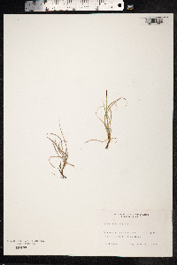 Carex rupestris image