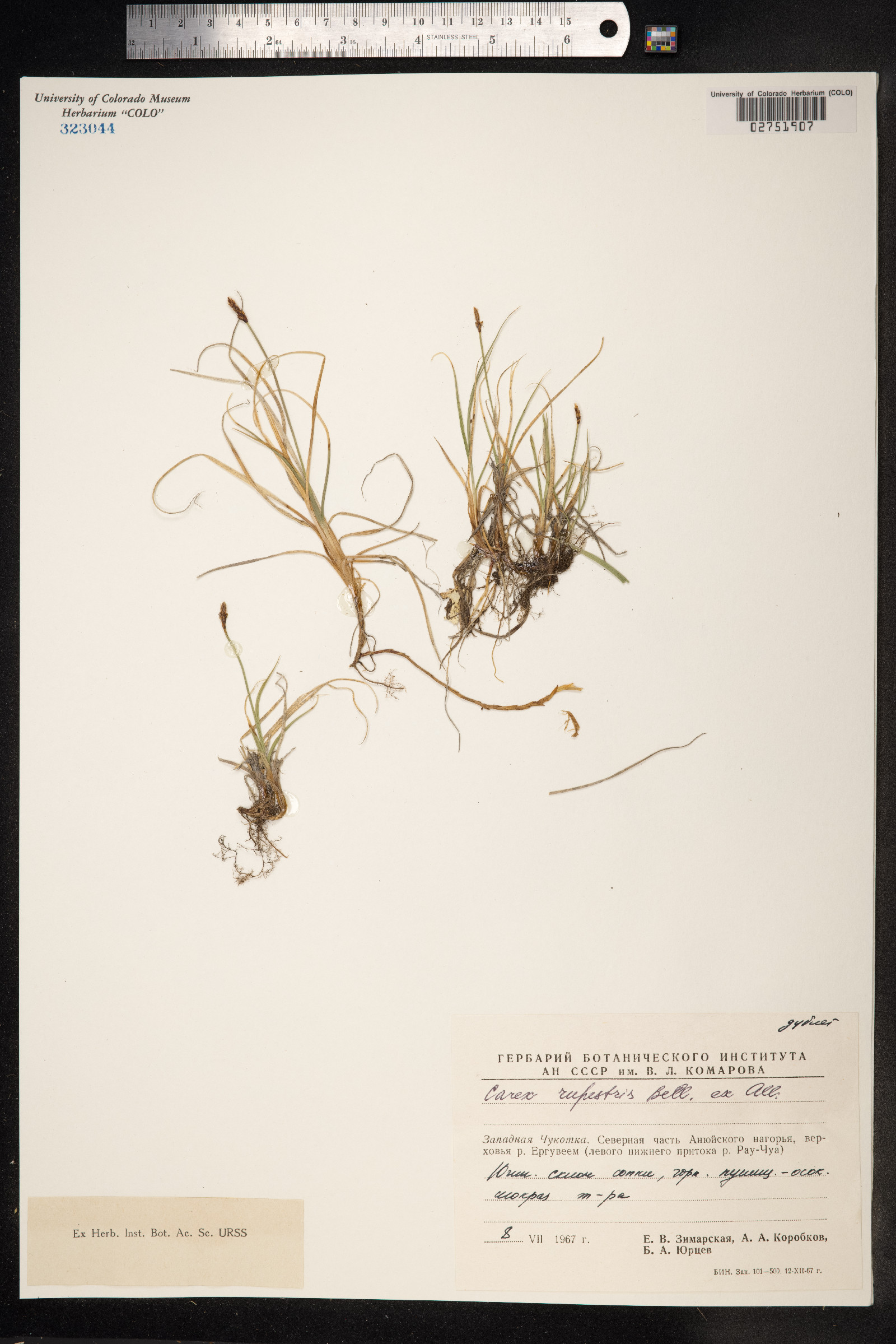 Carex rupestris image