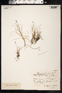 Carex rupestris image