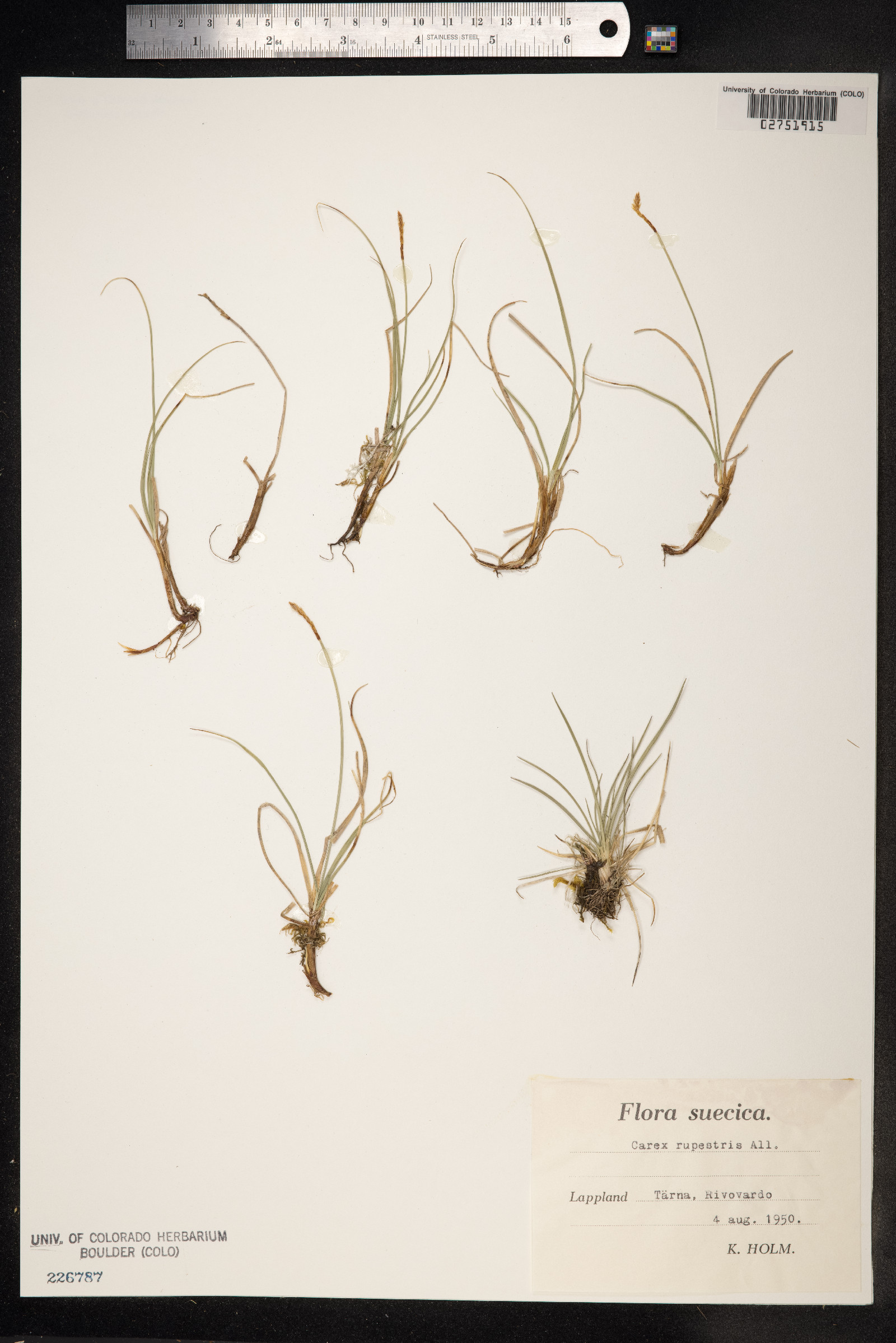 Carex rupestris image