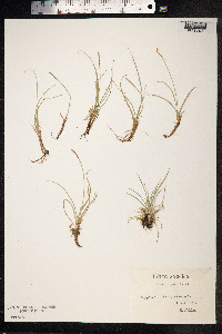 Carex rupestris image