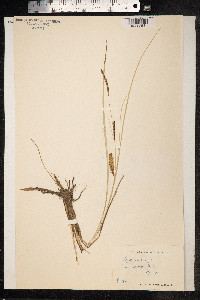 Carex rostrata image