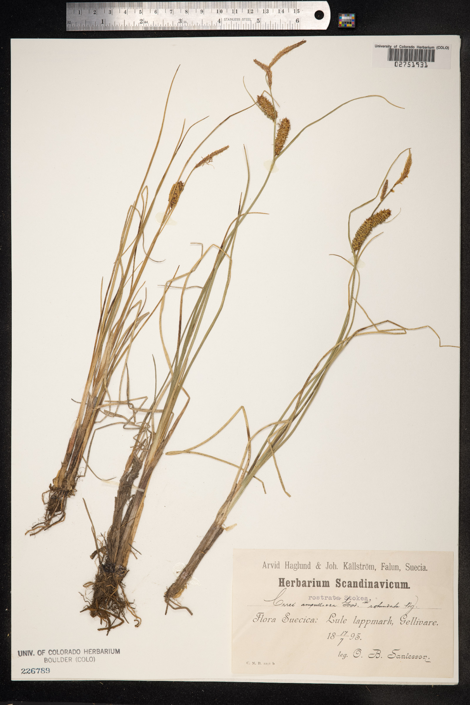 Carex rostrata image