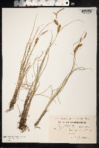 Carex rostrata image