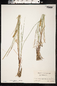 Carex rostrata image