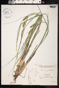 Carex rostrata image