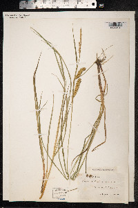 Carex rostrata image