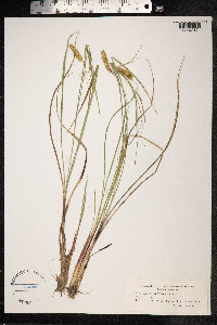 Carex rostrata image
