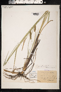 Carex rostrata image