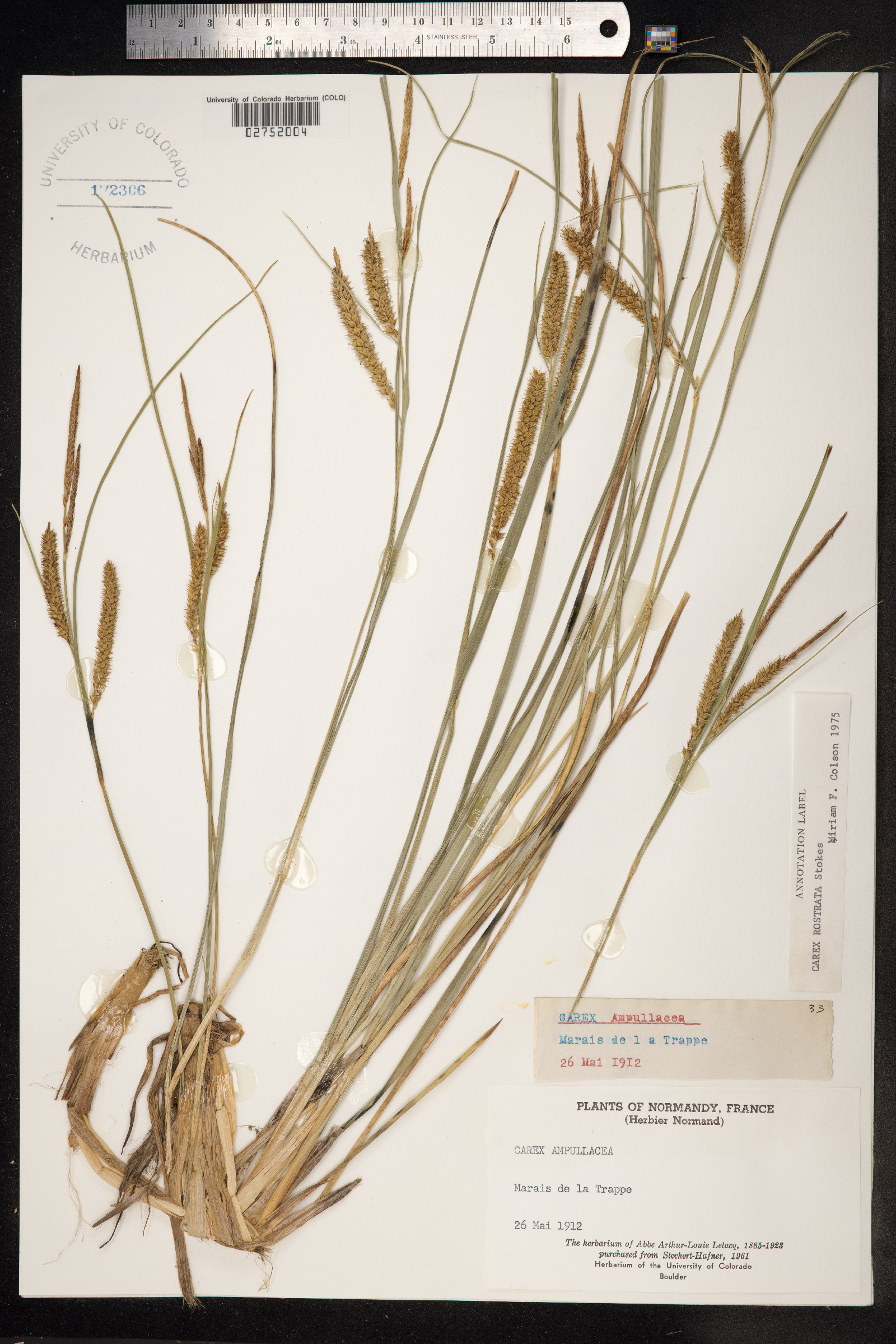 Carex rostrata image