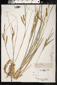Carex rostrata image