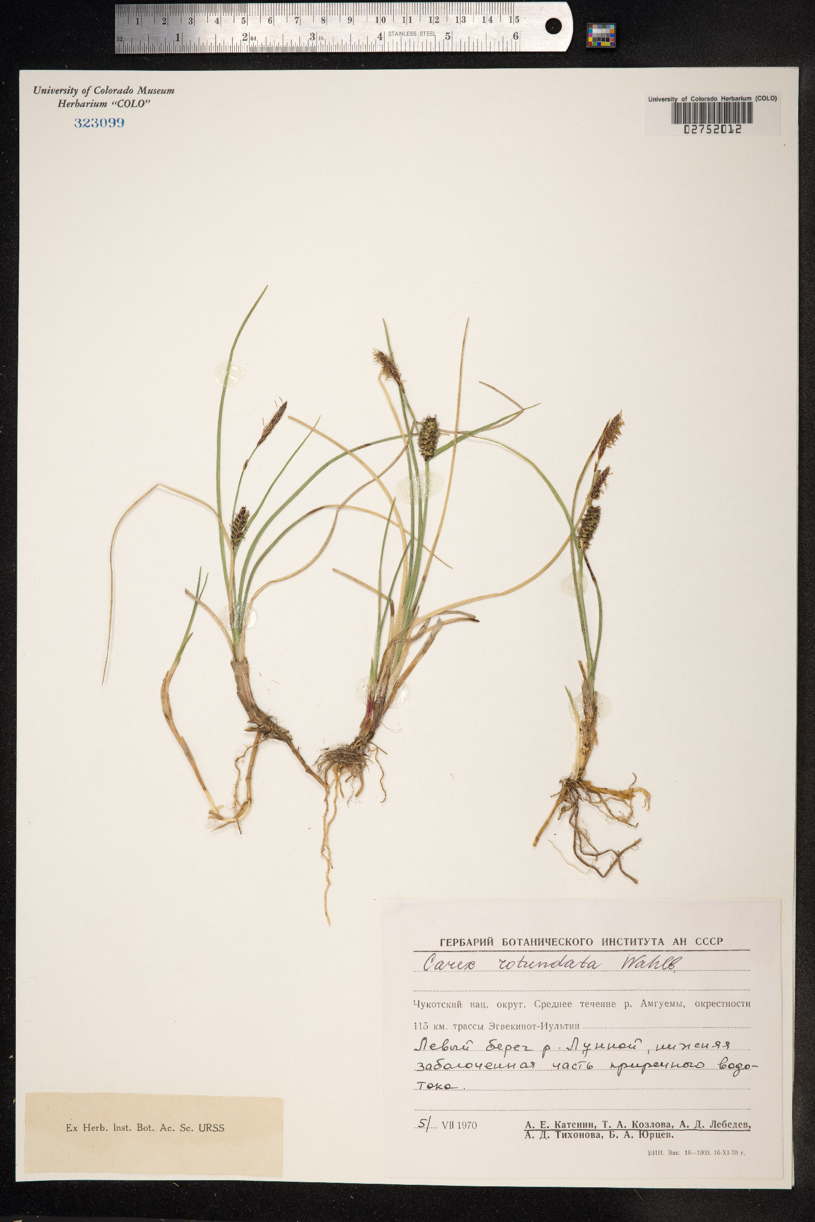 Carex rotundata image