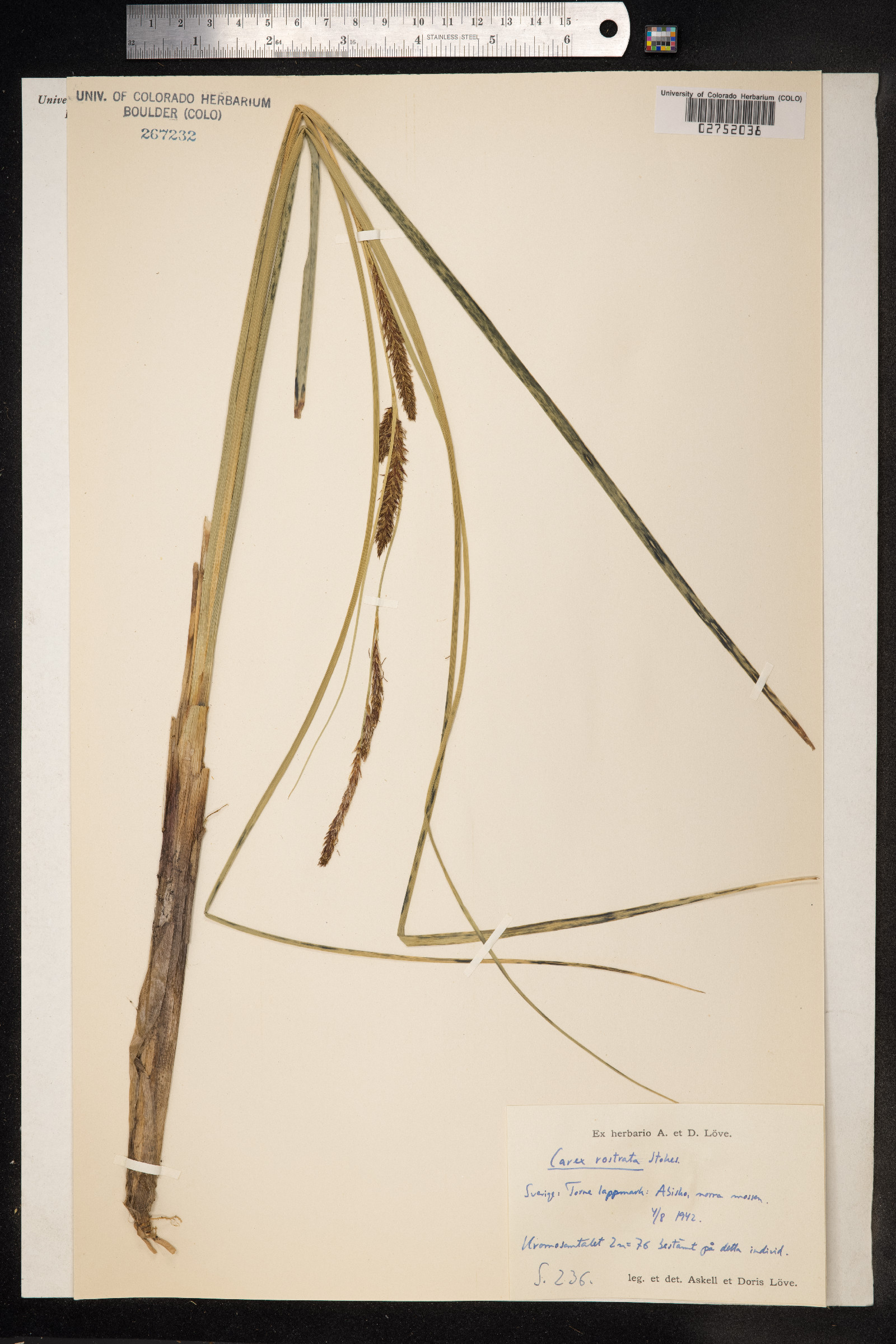 Carex rostrata image