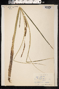 Carex rostrata image